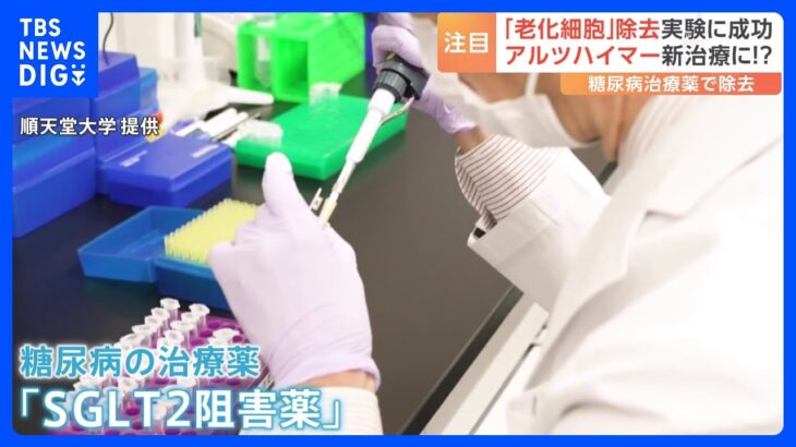 食欲を失わせる肥満治療薬、なぜかアルツハイマー認知症に絶大な効果