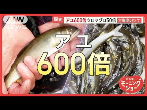 【朗報】アユ600倍、マグロ50倍の大豊漁！！関係者「豊漁すぎて困るレベル」