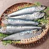 銚子でイワシが去年の1890倍の豊漁