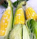 ◯◯食べ放題！これの全く新しい人気出そうなやつ教えろ