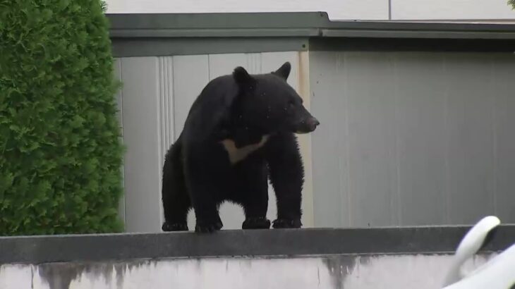 【岩手】クマ対策「麻酔の吹き矢」の人的態勢強化へ　盛岡市長が吹き矢を使った捕獲重視を示す　中心部などに出没相次ぐ