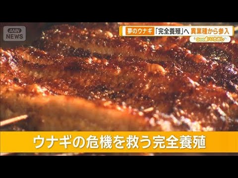 【朗報】ウナギ完全養殖 格安生産の実現迫る 3年以内・1匹1000円以下目標