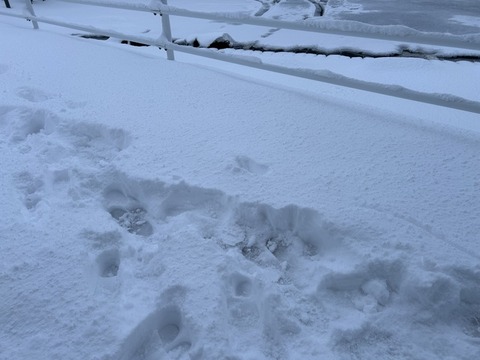 朝起きたらメッサ雪積もってた