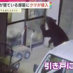 （・(ｪ)・）「こんちわー！」