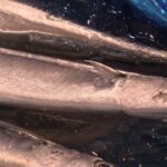 秋刀魚「1匹4000円」！これから安くなる？