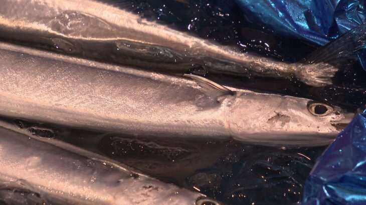 秋刀魚「1匹4000円」！これから安くなる？