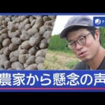 米ジャガイモ輸入解禁へ！豊作なのになぜ？
