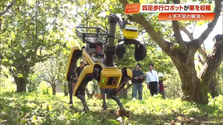 【動画】栗拾いの仕事、ロボットに奪われる